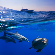 dolphins